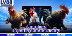 Gà Chọi Việt Nam - 3 Đặc Điểm Tạo Nên Chiến Kê Nổi Bật