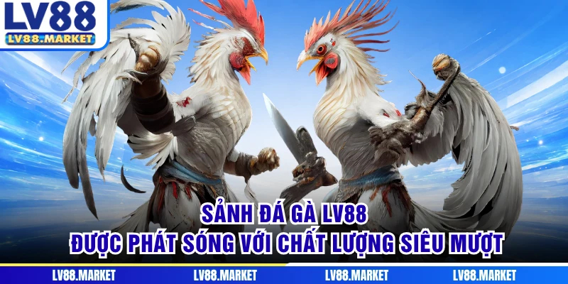Sảnh đá gà LV88 được phát sóng với chất lượng siêu mượt