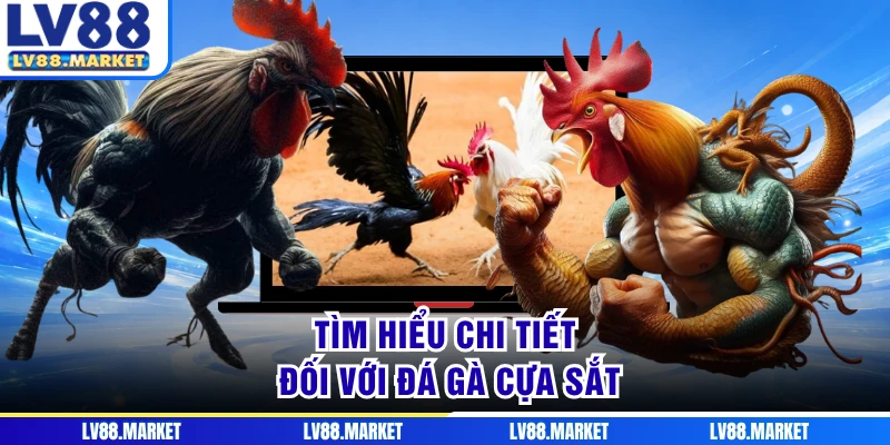 Tìm hiểu chi tiết đối với đá gà cựa sắt